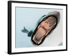 Leopard Seal Mouthing its Own Reflection in the Camera Port, Antarctica-null-Framed Photographic Print