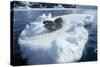 Leopard Seal on an Iceberg-W. Perry Conway-Stretched Canvas