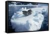 Leopard Seal on an Iceberg-W. Perry Conway-Framed Stretched Canvas