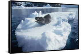 Leopard Seal on an Iceberg-W. Perry Conway-Framed Stretched Canvas