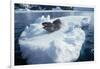 Leopard Seal on an Iceberg-W. Perry Conway-Framed Photographic Print