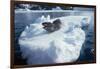 Leopard Seal on an Iceberg-W. Perry Conway-Framed Photographic Print