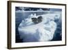 Leopard Seal on an Iceberg-W. Perry Conway-Framed Photographic Print