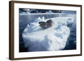 Leopard Seal on an Iceberg-W. Perry Conway-Framed Photographic Print