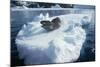 Leopard Seal on an Iceberg-W. Perry Conway-Mounted Photographic Print
