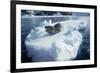 Leopard Seal on an Iceberg-W. Perry Conway-Framed Photographic Print