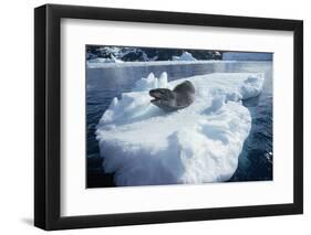 Leopard Seal on an Iceberg-W. Perry Conway-Framed Photographic Print