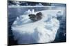 Leopard Seal on an Iceberg-W. Perry Conway-Mounted Photographic Print