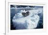 Leopard Seal on an Iceberg-W. Perry Conway-Framed Photographic Print