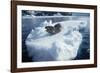 Leopard Seal on an Iceberg-W. Perry Conway-Framed Photographic Print