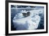 Leopard Seal on an Iceberg-W. Perry Conway-Framed Photographic Print