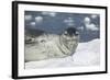 Leopard Seal on an Iceberg-DLILLC-Framed Photographic Print