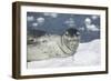 Leopard Seal on an Iceberg-DLILLC-Framed Photographic Print