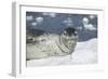 Leopard Seal on an Iceberg-DLILLC-Framed Photographic Print