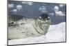 Leopard Seal on an Iceberg-DLILLC-Mounted Photographic Print