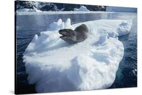 Leopard Seal on an Iceberg-W. Perry Conway-Stretched Canvas