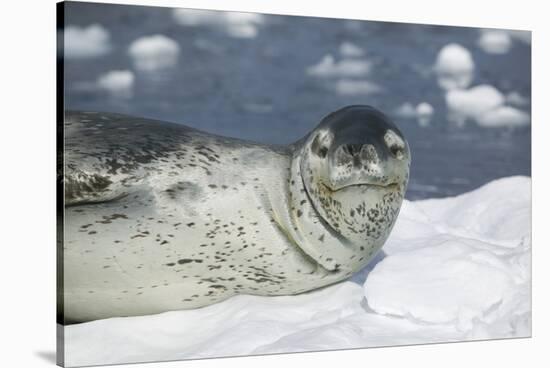 Leopard Seal on an Iceberg-DLILLC-Stretched Canvas