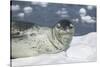 Leopard Seal on an Iceberg-DLILLC-Stretched Canvas