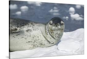 Leopard Seal on an Iceberg-DLILLC-Stretched Canvas