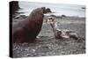 Leopard Seal (On Right), Facing Up to Southern-null-Stretched Canvas