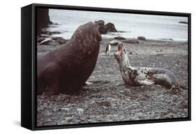 Leopard Seal (On Right), Facing Up to Southern-null-Framed Stretched Canvas