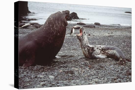 Leopard Seal (On Right), Facing Up to Southern-null-Stretched Canvas