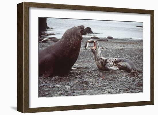 Leopard Seal (On Right), Facing Up to Southern-null-Framed Photographic Print