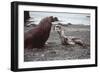 Leopard Seal (On Right), Facing Up to Southern-null-Framed Photographic Print