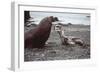 Leopard Seal (On Right), Facing Up to Southern-null-Framed Photographic Print