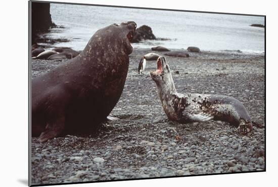 Leopard Seal (On Right), Facing Up to Southern-null-Mounted Photographic Print