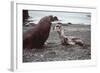 Leopard Seal (On Right), Facing Up to Southern-null-Framed Photographic Print