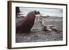 Leopard Seal (On Right), Facing Up to Southern-null-Framed Photographic Print