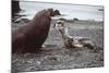 Leopard Seal (On Right), Facing Up to Southern-null-Mounted Photographic Print