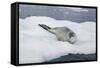 Leopard Seal Resting on an Iceberg-DLILLC-Framed Stretched Canvas