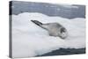 Leopard Seal Resting on an Iceberg-DLILLC-Stretched Canvas