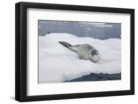 Leopard Seal Resting on an Iceberg-DLILLC-Framed Photographic Print