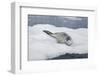 Leopard Seal Resting on an Iceberg-DLILLC-Framed Photographic Print