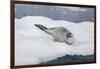 Leopard Seal Resting on an Iceberg-DLILLC-Framed Photographic Print