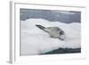 Leopard Seal Resting on an Iceberg-DLILLC-Framed Photographic Print