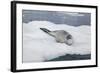 Leopard Seal Resting on an Iceberg-DLILLC-Framed Photographic Print