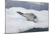 Leopard Seal Resting on an Iceberg-DLILLC-Mounted Photographic Print
