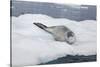 Leopard Seal Resting on an Iceberg-DLILLC-Stretched Canvas