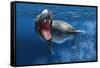 Leopard Seal Swimming Underwater Showing its Sharp Teeth-null-Framed Stretched Canvas