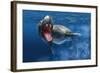 Leopard Seal Swimming Underwater Showing its Sharp Teeth-null-Framed Art Print