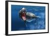 Leopard Seal Swimming Underwater Showing its Sharp Teeth-null-Framed Art Print