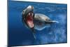 Leopard Seal Swimming Underwater Showing its Sharp Teeth-null-Mounted Premium Giclee Print