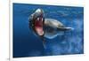 Leopard Seal Swimming Underwater Showing its Sharp Teeth-null-Framed Art Print