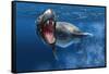 Leopard Seal Swimming Underwater Showing its Sharp Teeth-null-Framed Stretched Canvas