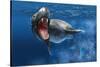 Leopard Seal Swimming Underwater Showing its Sharp Teeth-null-Stretched Canvas