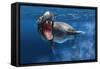 Leopard Seal Swimming Underwater Showing its Sharp Teeth-null-Framed Stretched Canvas